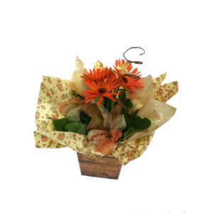 Gerbera