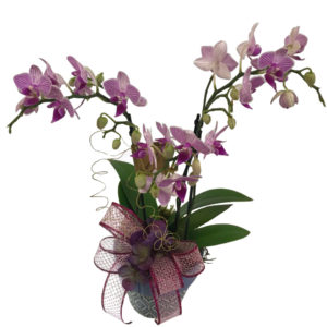 Orquídea Lilas