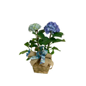 Hortênsia